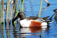Elissa Wall - Shoveler