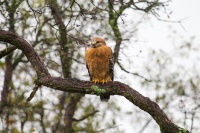 Jessica Hadley - Hawk