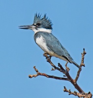 Joanne Sogsti - Kingfisher
