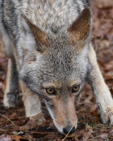 Kevin Morgan - Coyote