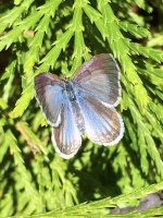 Laura Myers - Butterfly