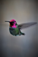 Lisa Soderquist - Annas Hummingbird