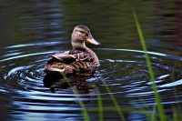Lisa Soderquist - Mallard