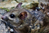 Lisa Soderquist - rodent