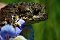 Lisa Soderquist - Yosemite Toad