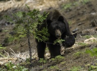 Sharon Anderson - Bear