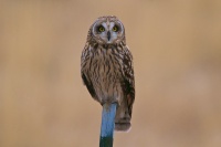 Tom Knudson - Short-eared owl