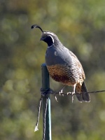 Carolyn Silva - Quail