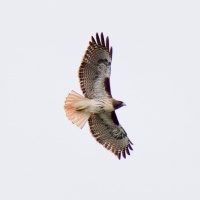 Charlotte Allen - Redtail