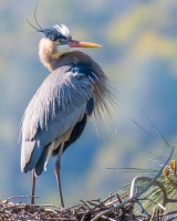 Dave Douglass - Heron