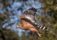 Dave Douglass - Redshoulder Hawk