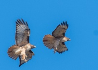 Dave Douglass - Redtails