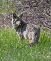 Dave Douglass -Coyote