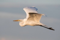 Dave Douglass -Egret
