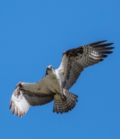 Dave Douglass -Osprey