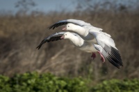 Douglas Croft - Ross's geese