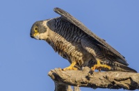 Douglas Croft -Peregrine Falcon