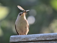 Jamie Akins - House Wren eating mosquito eater