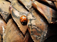 Jamie Akins - ladybug