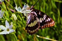 Lisa Soderquist - butterfly