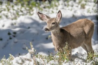 Sharon Anderson -Deer In First Snowfall For The Season