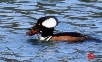 Sheila Buckingham - Merganser